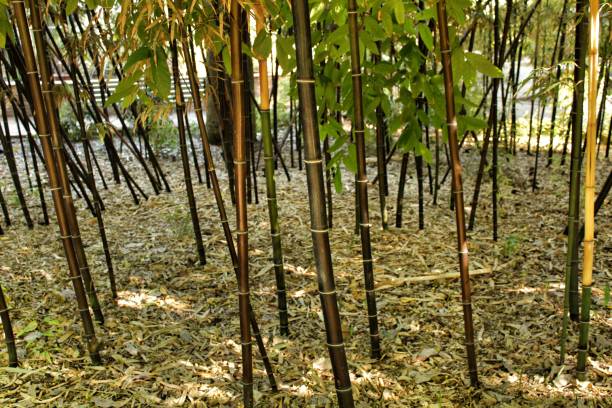 istock Phyllostachys Nigra forest in the garden 1188980558