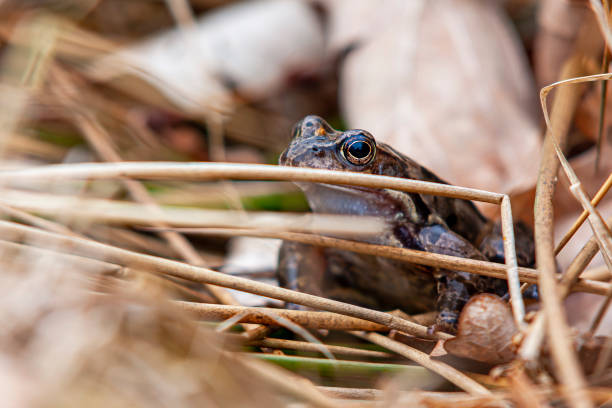 лягушка скрывается - camouflage animal frog tree frog стоковые фото и изображения