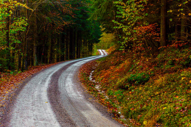 istock Gravel road through autumn forest 1188984578