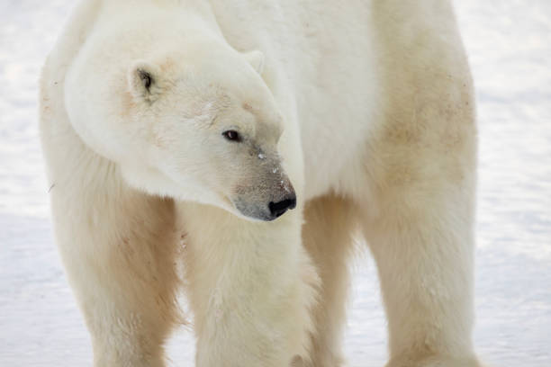 istock Adult polar bear close up 1188988863