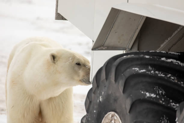 istock Polar bear and polar rover 1188989683