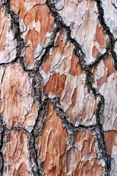 istock Colorful tree trunk texture in the countryside 1188989685