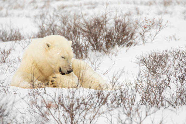 istock Polar bear grooming in snow 1188989761