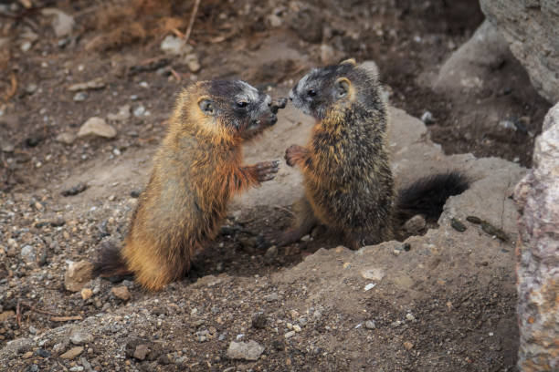 istock Marmots Fighting in Yellowstone National Park 1188989951