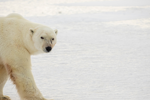 Polar bear in frozen tundra along Hudson Bay in Churchill, Manitoba, Canada in winter.