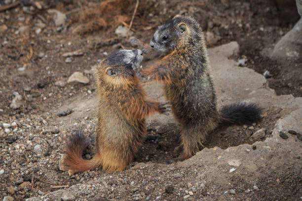 istock Marmots Fighting in Yellowstone National Park 1188989966