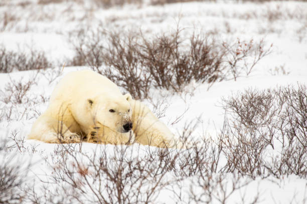 istock Polar bear resting in tundra 1188989990