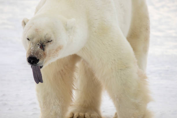 Polar bear sticking our tongue Polar bear in frozen tundra along Hudson Bay in Churchill, Manitoba, Canada in winter. churchill manitoba stock pictures, royalty-free photos & images