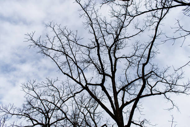 istock Dry branches of trees in autumn, clear background 1188990200