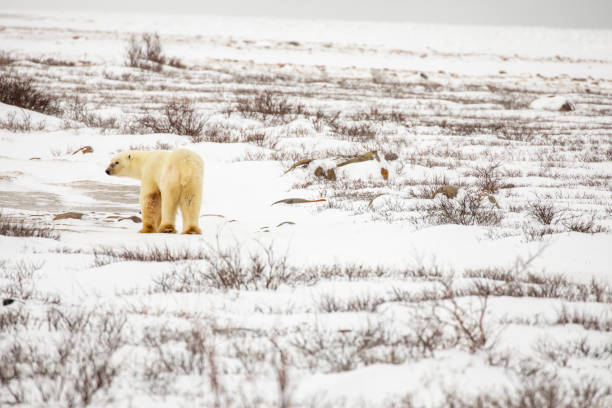 istock Polar bear walking on snowy tundra 1188990207
