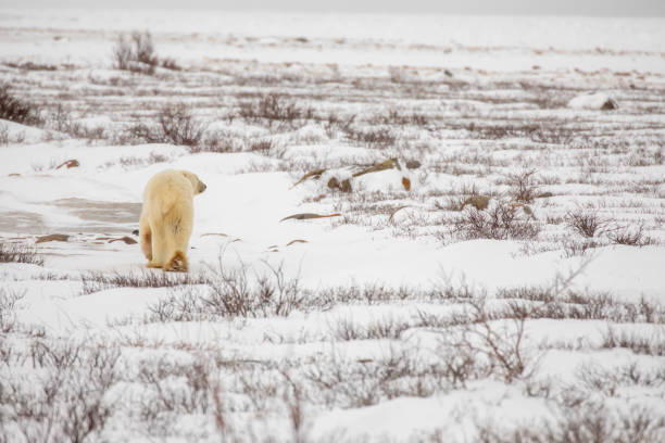 istock Polar bear walking on tundra 1188990255