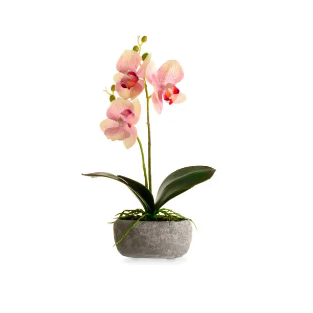 Decorative pink orchid in stone flowerpot isolated on white background