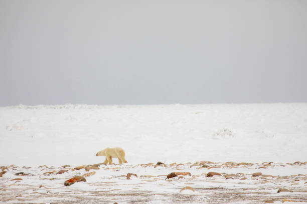istock Polar bear walking out on frozen sea ice 1188990355