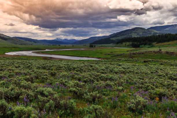 Lamar Valley in Yellowstone National Park stock photo