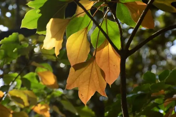 Dendropanax trifidus is an evergreen tree called "Kakuremino" in Japan, and the leaves of beautiful shape are yellow leaves in autumn.