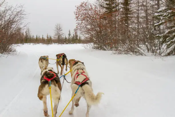 Dog sled team pulling in boreal forest in northern Manitoba, Canada.