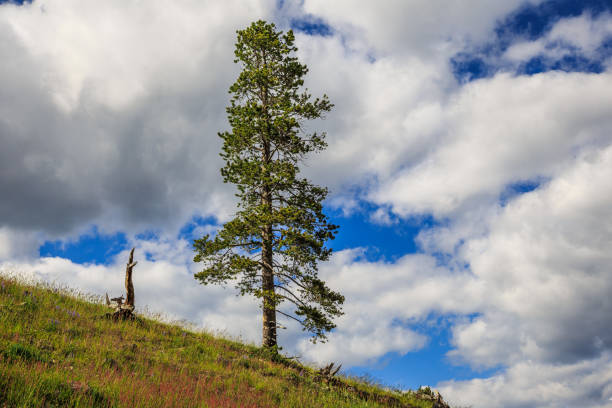 istock Lone Tree in Yellowstone National Park 1188992814