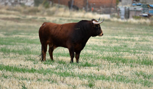 istock spanish bull in the green field 1188992950