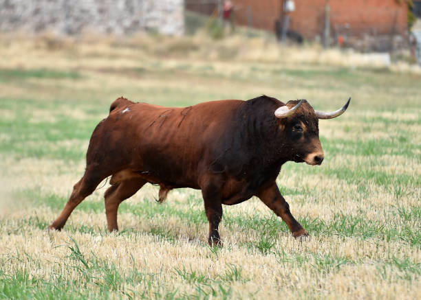 istock spanish bull in the green field 1188993502