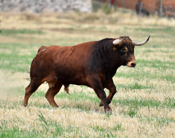 istock spanish bull in the green field 1188993508