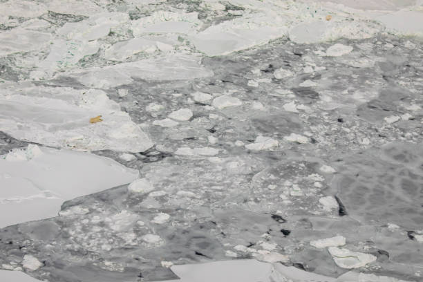 istock Polar bear on icy Hudson Bay 1188993541