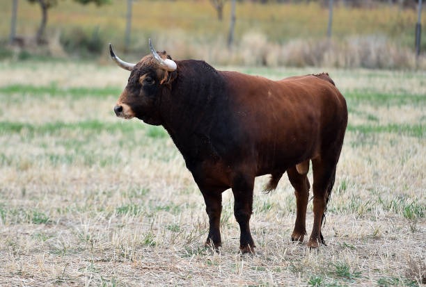 istock spanish bull in the green field 1188993641