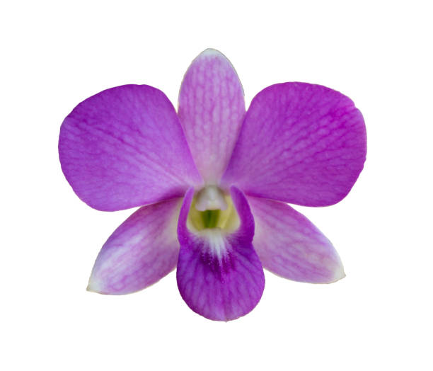 istock Purple orchid isolated over white background 1188994783