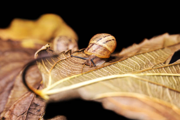 istock Small snail on a dry, beautiful bright colorful autumn leaf, close up shot 1188994875