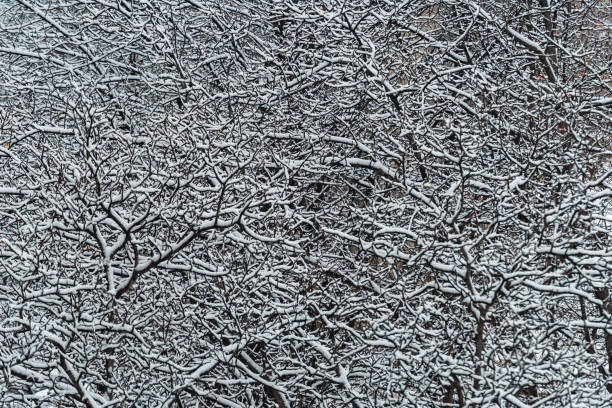 Photo of many branches of trees in the snow in a light defocusing, forming a pattern well suited as a background image