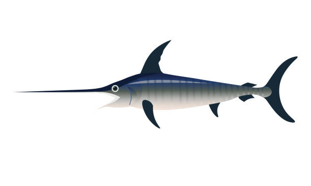 황새치 벡터 일러스트레이션 - swordfish stock illustrations