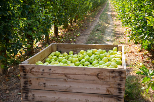istock Apples harvest in big crate 1188998181