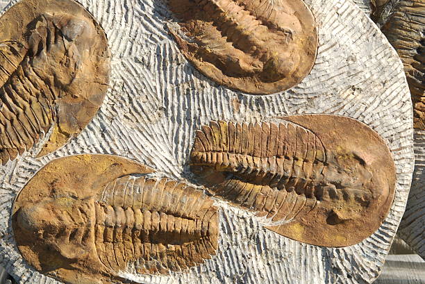 trilobites - trilobite photos et images de collection