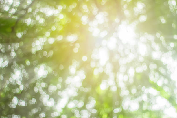 istock Natural spring blurred green leaves background. Create light soft blurred colors in bright sunshine. Green bokeh abstract glitter light background. Focus texture from nature forest fresh shiny growth. 1188999354