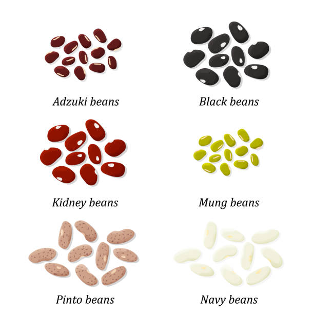 ilustrações de stock, clip art, desenhos animados e ícones de bean types set. adzuki, black bean, kidney bean, mung bean, pinto bean and navy bean. vector. - adzuki bean