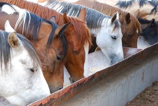 Horses feeding at the trough on the farm