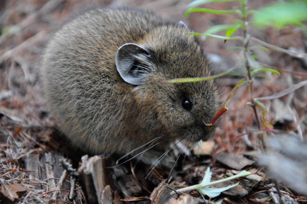 istock Closeup mouse sits on the ground near the grass 1189001242