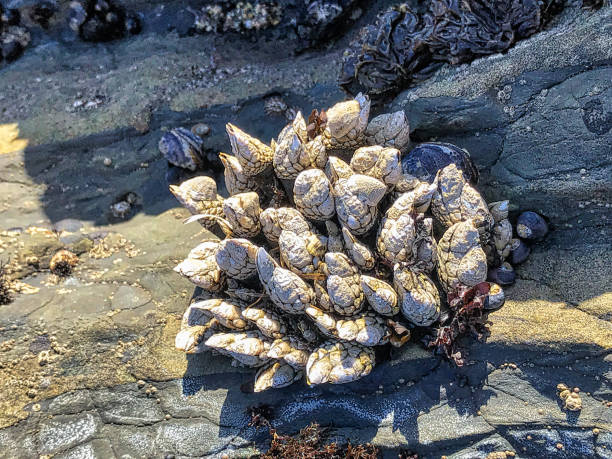 istock Sea mussles on the beach 1189001474