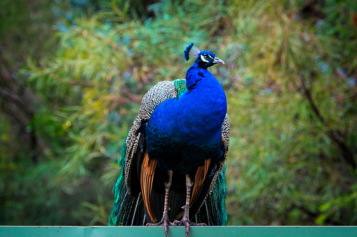 Adult Peacock perched on a fence