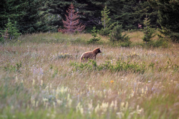 istock Young Grizzly Bear in Glacier National Park 1189005052