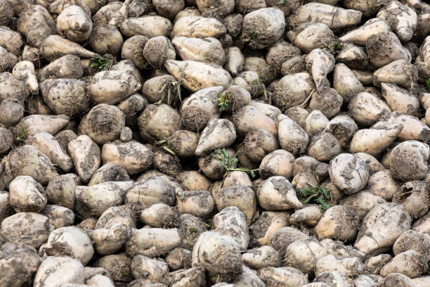 istock harvested white sugar beets stacked on a pile close-up 1189007948