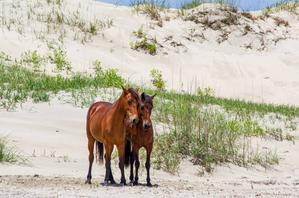 istock wild Spanish horses on the dunes 1189009148