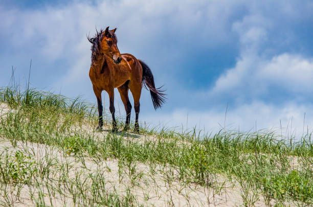 Wild Colonial Spanish Mustangs on the dunes and beach in northern Currituck Outer Banks