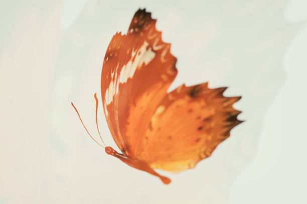 istock tropical orange butterfly. isolated on white background 1189010484