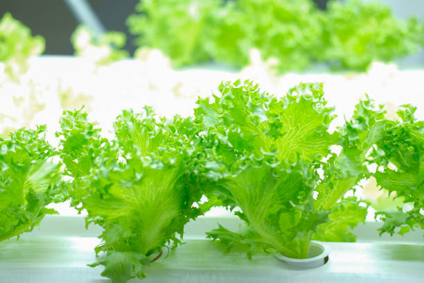 istock plant growing in smart indoor farm with artificial led light. phyto lamp for seedling & cultivation 1189010669