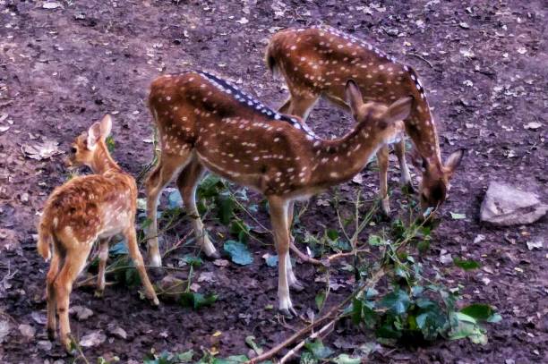 istock Spotted deer grazing at Assam State Zoo Guwahati 1189011033