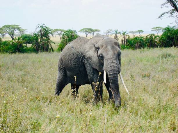 istock Elephant in Africa 1189011191