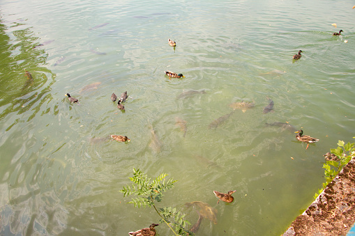 Ducks swim in the pond with huge carps in public park