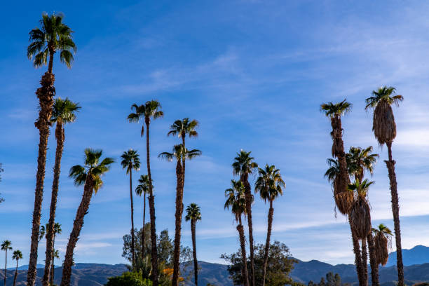 istock blue sky and ocean, palm tree at Torrance California 1189012130