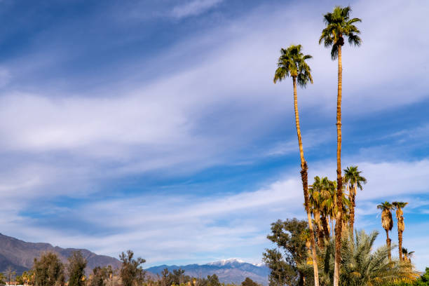 istock blue sky and ocean, palm tree at Torrance California 1189012138