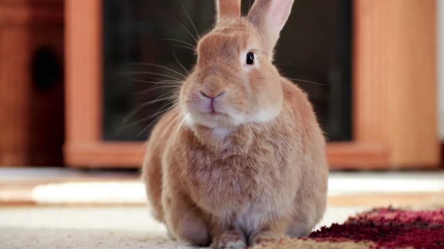 Rufus Rabbit picks up head and moves mouth and licks lips
